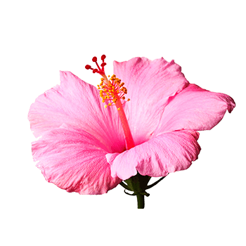 Hibiskusextrakt 